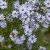 Aster (Aster 'Little Carlow') -Tuinplanten Winkel aster little carlow