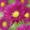 Aster (Aster Novi-belgii 'Crimson Brocade') -Tuinplanten Winkel aster novi belgii crimson brocade 1