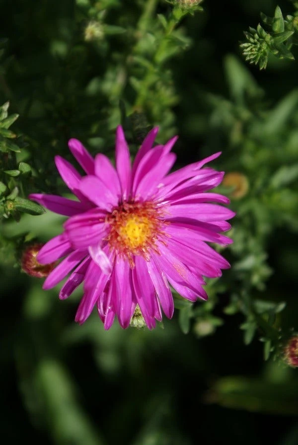 Aster (Aster 'Starlight') 6 Aster (Aster 'Starlight') - Afbeelding 4