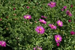 Aster (Aster 'Starlight') 9 Aster (Aster 'Starlight') -Tuinplanten Winkel aster starlight 2