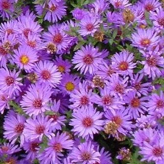 Aster (Aster 'Wood's Purple') 3 Aster (Aster 'Wood's Purple')