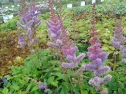 Spirea (Astilbe Chinensis 'Pumila') BIO -Tuinplanten Winkel astilbe chinensis pumila 1 1 1