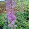 Spirea (Astilbe Chinensis 'Pumila') BIO -Tuinplanten Winkel astilbe chinensis pumila 3 2