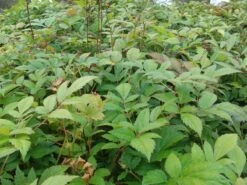 Spirea (Astilbe 'Glut') -Tuinplanten Winkel astilbe glut 2