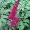 Spirea (Astilbe 'Glut') 2 Spirea (Astilbe 'Glut') -Tuinplanten Winkel astilbe glut 3