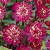 Zeeuws Knoopje (Astrantia Major 'Claret') -Tuinplanten Winkel astrantia major claret