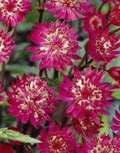 Zeeuws Knoopje (Astrantia Major 'Claret')