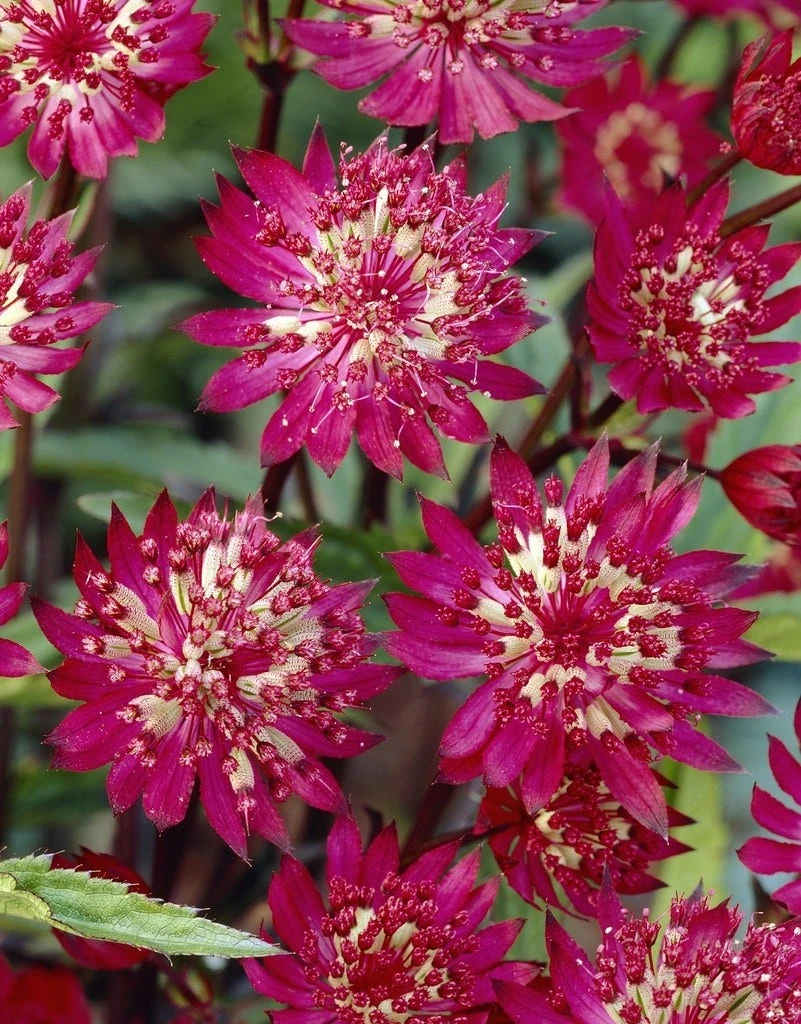 Zeeuws Knoopje (Astrantia Major 'Claret') 3 Zeeuws Knoopje (Astrantia Major 'Claret')