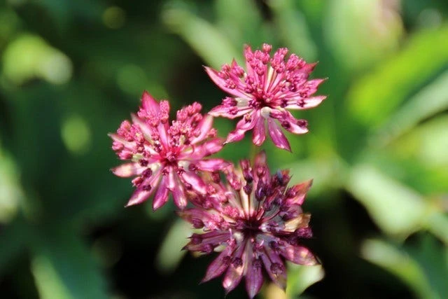 Zeeuws Knoopje (Astrantia Major 'Claret') 4 Zeeuws Knoopje (Astrantia Major 'Claret') - Afbeelding 2