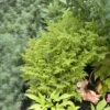 Wijfjesvaren (Athyrium Filix-femina 'Frizelliae')