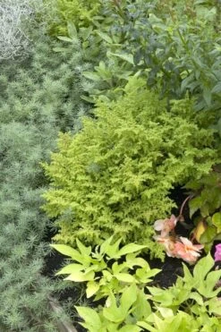 Wijfjesvaren (Athyrium Filix-femina 'Frizelliae')