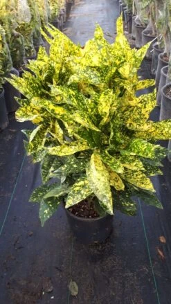 Broodboom (Aucuba Japonica 'Crotonifolia') -Tuinplanten Winkel aucuba crotonifolia