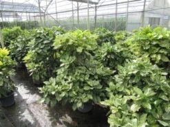 Broodboom (Aucuba Japonica 'Crotonifolia') -Tuinplanten Winkel aucuba japonica crotonifolia 100 125