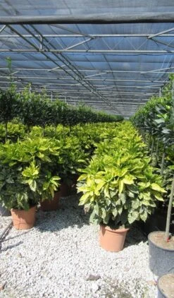 Broodboom (Aucuba Japonica 'Crotonifolia') -Tuinplanten Winkel aucuba japonica crotonifolia 3