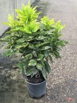 Broodboom (Aucuba Japonica 'Crotonifolia') -Tuinplanten Winkel aucuba japonica crotonifolia 60 80 2