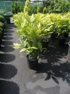 Broodboom (Aucuba Japonica 'Crotonifolia') -Tuinplanten Winkel aucuba japonica crotonifolia 60 80 c10