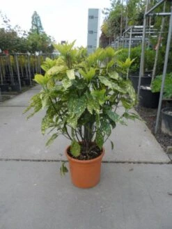 Broodboom (Aucuba Japonica 'Crotonifolia') -Tuinplanten Winkel aucuba japonica crotonifolia 60 80 c25