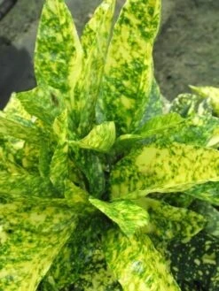 Broodboom (Aucuba Japonica 'Crotonifolia') -Tuinplanten Winkel aucuba japonica crotonifolia 1