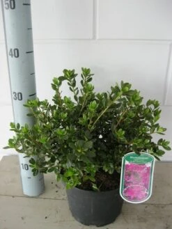 Japanse Azalea (Rhododendron 'Geisha Purple') -Tuinplanten Winkel azalea geisha purple c3 september