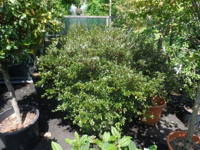 Japanse Azalea (Rhododendron 'Kermesina') 4 Japanse Azalea (Rhododendron 'Kermesina') - Afbeelding 2