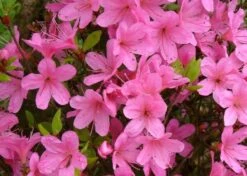 Japanse Azalea (Rhododendron 'Geisha Pink') -Tuinplanten Winkel azaleageishapinkap01