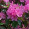 Japanse Azalea (Rhododendron 'Geisha Pink') 2 Japanse Azalea (Rhododendron 'Geisha Pink') -Tuinplanten Winkel azaleageishapinkhelv01