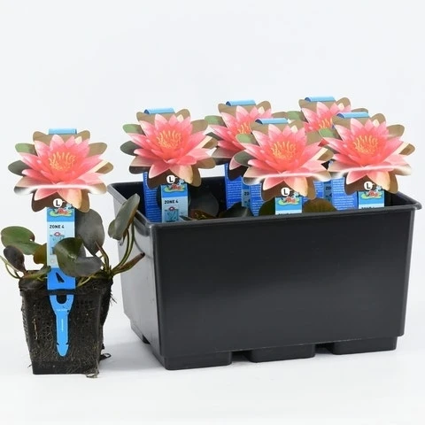 Waterlelie (Nymphaea 'Charles De Meurville') 3 Waterlelie (Nymphaea 'Charles De Meurville')