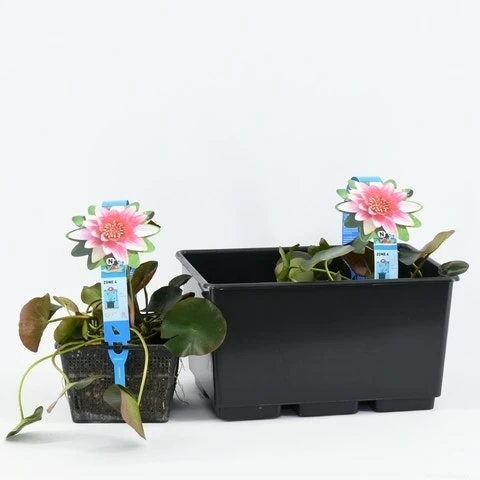 Waterlelie (Nymphaea 'Attraction') 8 Waterlelie (Nymphaea 'Attraction') - Afbeelding 6