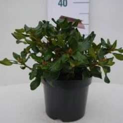 Dwergrhododendron (Rhododendron 'Baden-Baden') -Tuinplanten Winkel baden baden c2 voor