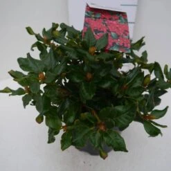 Dwergrhododendron (Rhododendron 'Baden-Baden') -Tuinplanten Winkel baden baden c2 zij