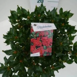 Dwergrhododendron (Rhododendron 'Baden-Baden') -Tuinplanten Winkel baden baden c4 boven