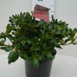 Dwergrhododendron (Rhododendron 'Baden-Baden') -Tuinplanten Winkel baden baden c4 voor