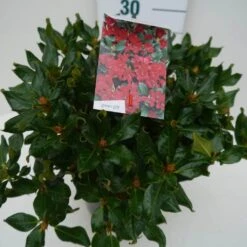 Dwergrhododendron (Rhododendron 'Baden-Baden') -Tuinplanten Winkel baden baden c4 zij