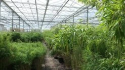 Niet Woekerende Bamboe (Fargesia Murieliae 'Jumbo') -Tuinplanten Winkel bamboe 1