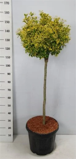 Kardinaalshoed Op Stam (Euonymus Japonicus 'Aureus') -Tuinplanten Winkel bc88a2ba3e99a73a1f95554f396bcc6d