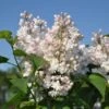 Sering (Syringa Vulgaris 'Beauty Of Moscow') -Tuinplanten Winkel beauty of moscow