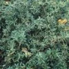 Zuurbes (Berberis Candidula) -Tuinplanten Winkel becandid 1