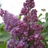 Sering (Syringa Vulgaris 'Belle De Nancy') -Tuinplanten Winkel belle de nancy