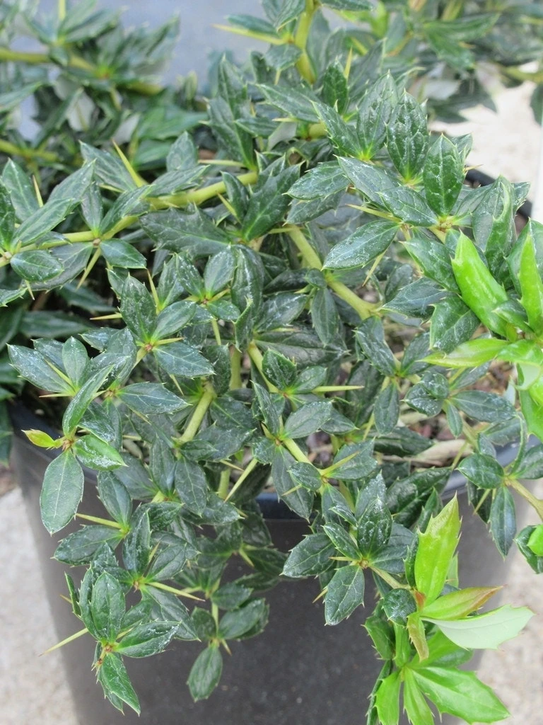 Zuurbes (Berberis Frikartii 'Amstelveen') 4 Zuurbes (Berberis Frikartii 'Amstelveen') - Afbeelding 2