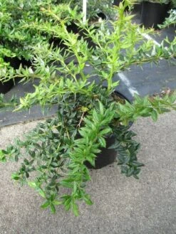 Zuurbes (Berberis Frikartii 'Telstar') -Tuinplanten Winkel berberis frikartii telstar 1