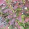 Zuurbes (Berberis 'Red Rocket') -Tuinplanten Winkel berberis red rocket 3