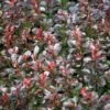 Zuurbes (Berberis Thunbergii 'Atropurpurea Nana') -Tuinplanten Winkel berberis thunbergii atropurpurea nana