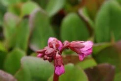 Schoenlappersplant (Bergenia Cordifolia 'Eroica') -Tuinplanten Winkel bergenia cordifolia eroica 1