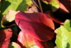 Schoenlappersplant (Bergenia Cordifolia 'Eroica') -Tuinplanten Winkel bergenis cordifolia eroica