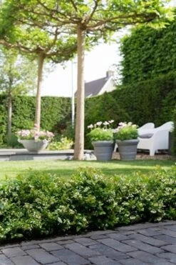 BerryBux Blauwe Bes (Vaccinium Angustifolium ’BerryBux') -Tuinplanten Winkel berrybux heg bloei hr 4095