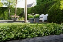 BerryBux Blauwe Bes (Vaccinium Angustifolium ’BerryBux') -Tuinplanten Winkel berrybux heg bloei hr 4057