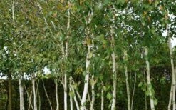 Berk (Betula Pendula 'Magical Globe')