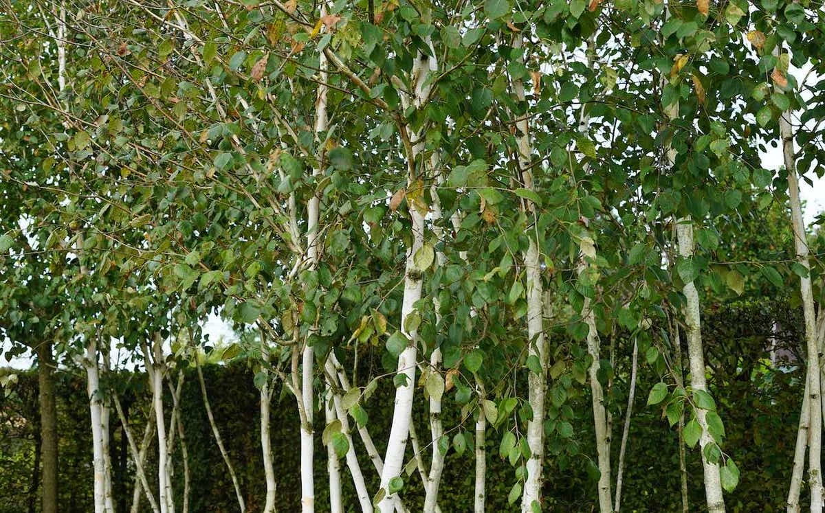 Berk (Betula Pendula 'Magical Globe') 3 Berk (Betula Pendula 'Magical Globe')
