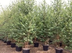 Meerstammige Berk (Betula Pendula) -Tuinplanten Winkel betula alba pendula 3