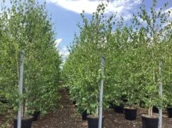Meerstammige Berk (Betula Pendula) -Tuinplanten Winkel betula alba pendula 4